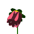 tulip_red_green.gif