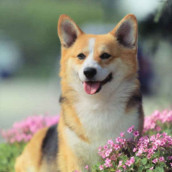 unique-female-dog-names[1].jpg