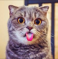 upload_2017-7-3_6-11-56.jpeg