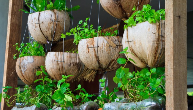 Urban-Gardening-Kokosnuesse-als-Blumentoepfe-650x371-1-54109[1].jpeg