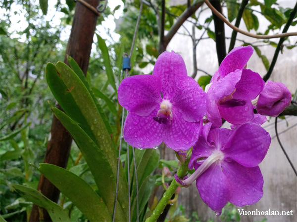 Vanda-majestic[1].jpg