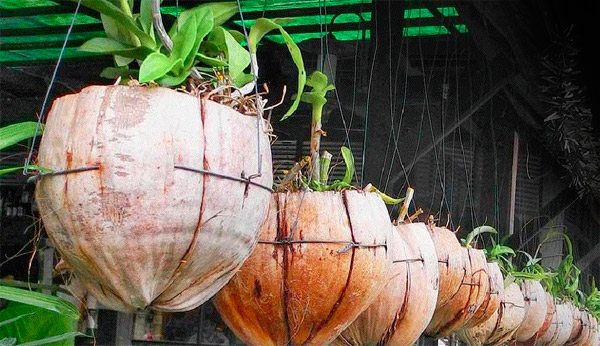 vaso-casca-coco[1].jpg