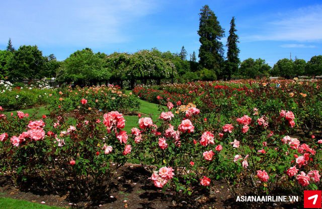 ve-may-bay-di-san-jose-21[1].jpg