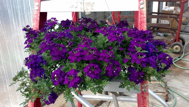 verbena[1].jpg