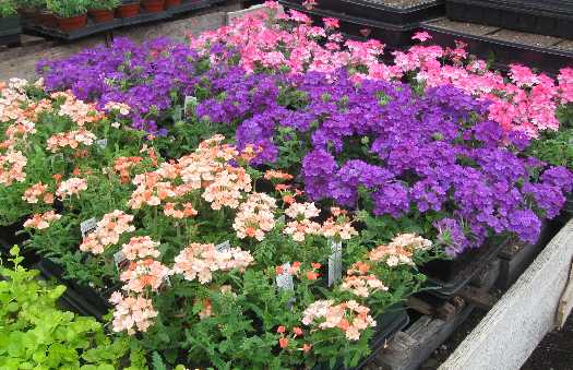 verbena-assorted[1].jpg