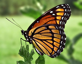 Viceroy_Butterfly.jpg