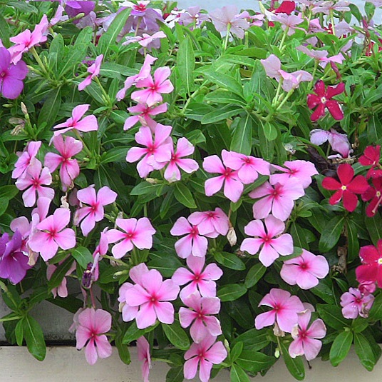 vinca_536x535[1].jpg