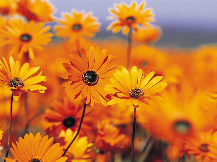 vista-wallpaper-garden.jpg