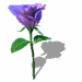 voilet_rose_rotate_animation.GIF