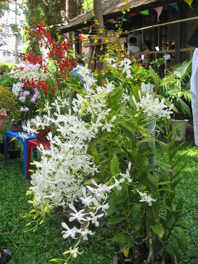 White[1].jpg