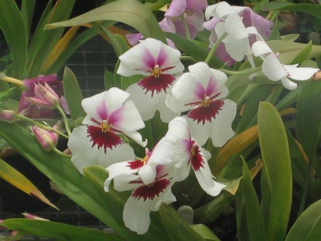 white+orchid+with+red+and+pink+centers[1].jpg