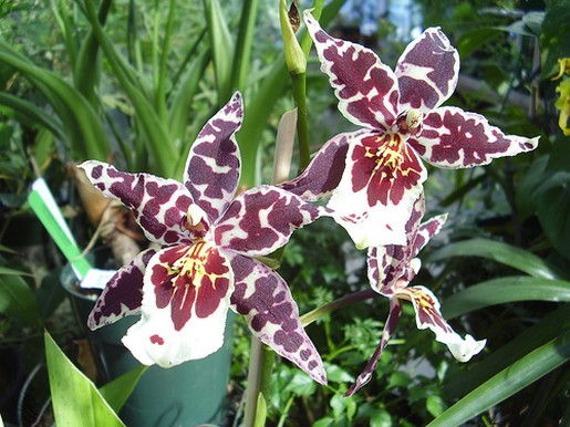 white+Orchids+with+dark+red+big+dots[1].jpg