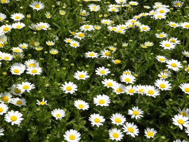 Whitechrysanthemum[1].jpg
