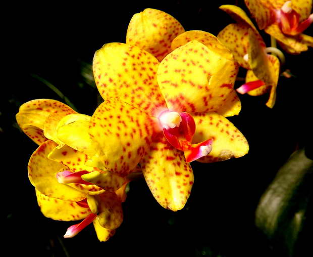 yellow_orchid_flower_resize[1].jpg