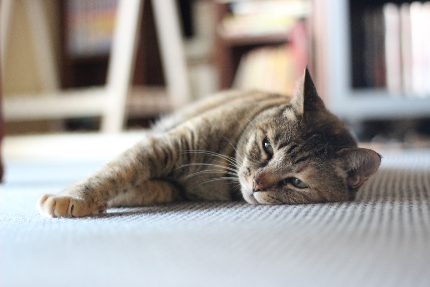 zaimoku_woodpile_Napping Cat_YkVjRWo.jpg