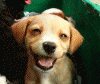 500-InternalServerError.gif