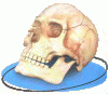 skull.psd.gif