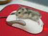 animal_fun_(1).jpg