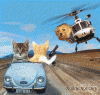 kittenchaseke3.gif