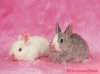 [wallcoo_com]_Lovely_rabbit_Picture_1da033039s.jpg