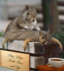 massage.gif