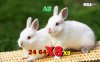 4907-white-rabbits-1280x800-animal-wallpaper.jpg