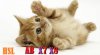 1562-cute-little-cat.jpg