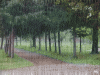 mưa.gif