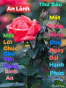 IMG_9747.GIF