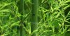 vuon-ai-muot-qua-xanh-nhu-ngoc-la-truc-che-ngang-mat-chu-die_083046.jpg