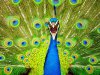 peacock-new-zealand_10933_990x742.jpg