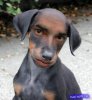 4a5c13cb_39093e83_dogboy.jpg