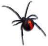 0104201101spider.jpg