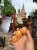 IMG_5362.jpeg