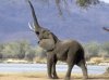 elephant.jpg