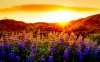 bo-suu-tap-wallpaper-ve-hoang-hon.jpg