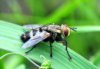 130x90xAnh-con-ruoi-1024x768-130x90.jpg.pagespeed.ic.hr4CyYp0JZ.jpg