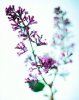 lilac-27107.jpg