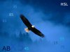 Flight-of-Freedom-Bald-Eagle-Alaska.jpg