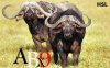 40-Wild-Africa-1-22.jpg