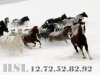 Snow-Horses (2).jpg