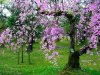 p1-spring-flower10.jpg