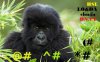Mountain-Gorilla-Gorilla-Beringei-young-baby-gorilla-playing-in-bamboo-forest-in-Parc-Nationale-.jpg