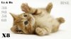 animals-hd-3.jpg