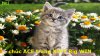 Cats-378.jpg