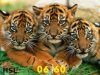 tigres.jpg