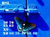 butterflies-15.jpg