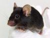 mice.jpg
