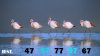 Animals-Full-HD-37.jpg
