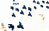 pticia-880.gif
